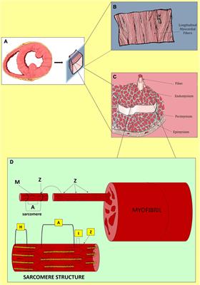 Advances in the design, generation, and application of tissue-engineered myocardial equivalents